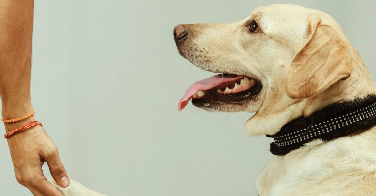 A melhor maneira de determinar a patinha em cães