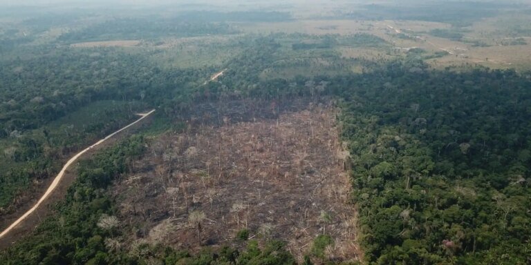 Amazônia registra queda de 35% nos alertas de desmatamento em junho