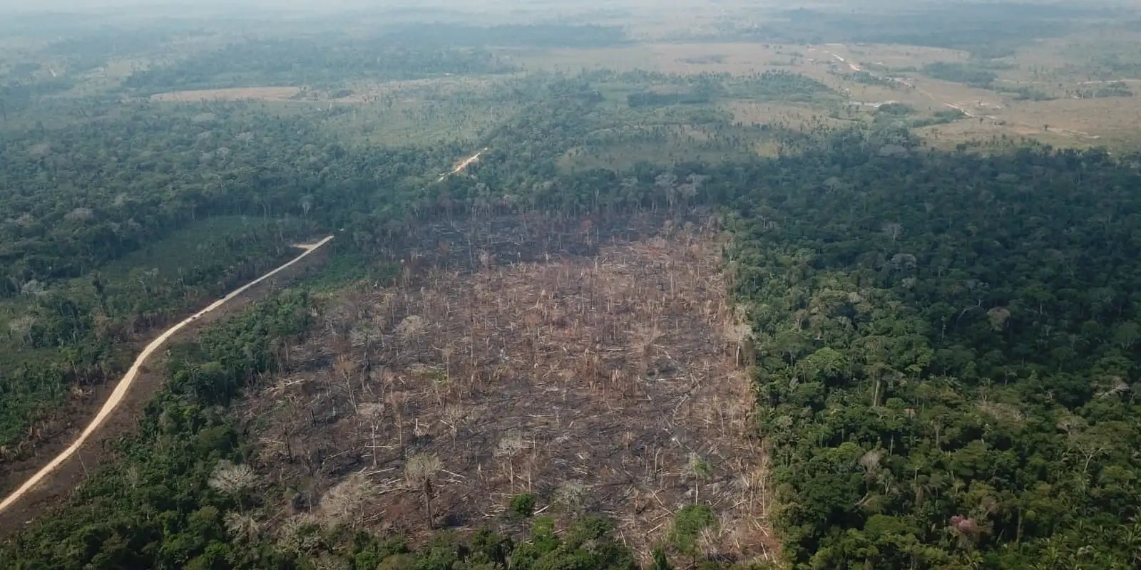 Amazônia registra queda de 35% nos alertas de desmatamento em junho