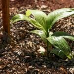 Sesi Lab inaugura espaço que abriga sistema agroecológico educativo