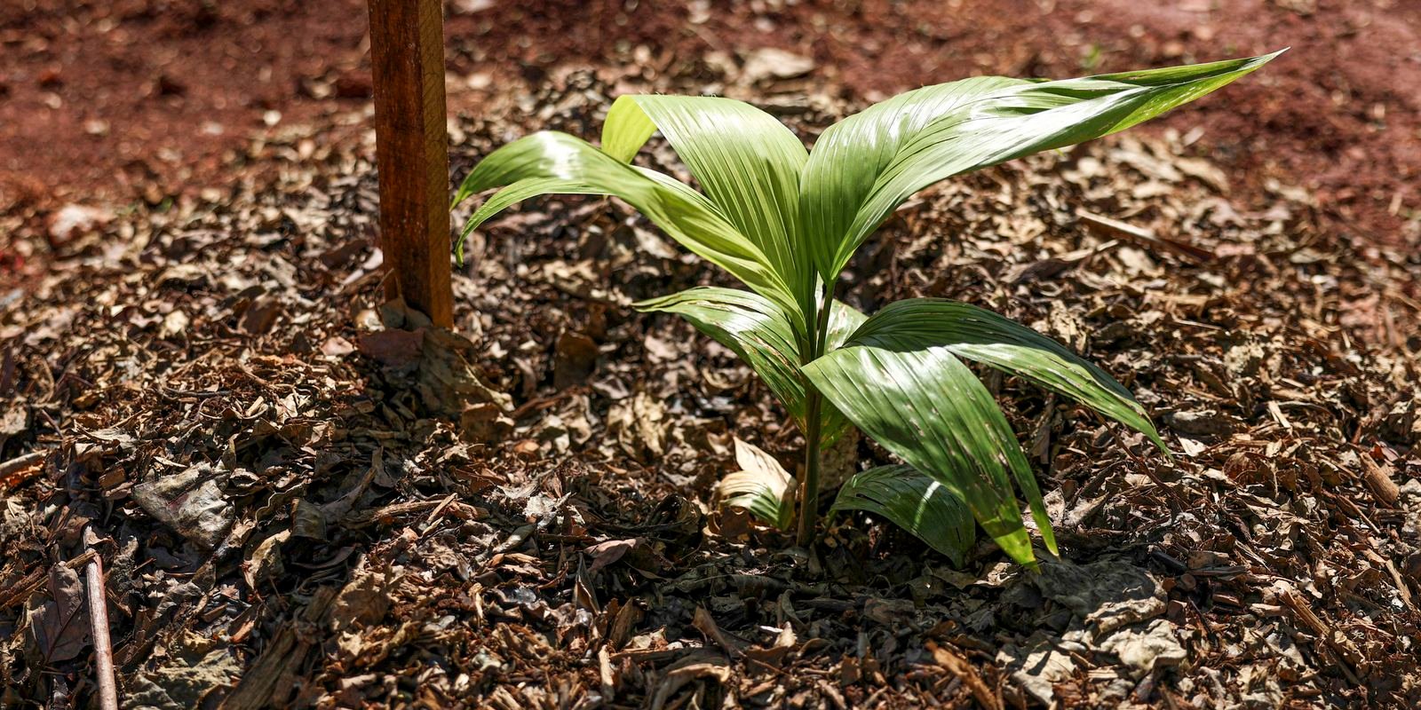 Sesi Lab inaugura espaço que abriga sistema agroecológico educativo