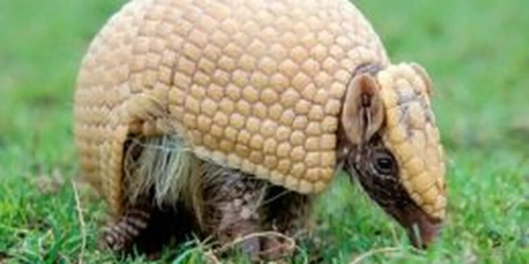 Mascote da Copa, tatu-bola continua ameaçado e terá plano de proteção