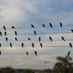 Foto de pássaros em fios elétricos vira sinfonia premiada em Cannes