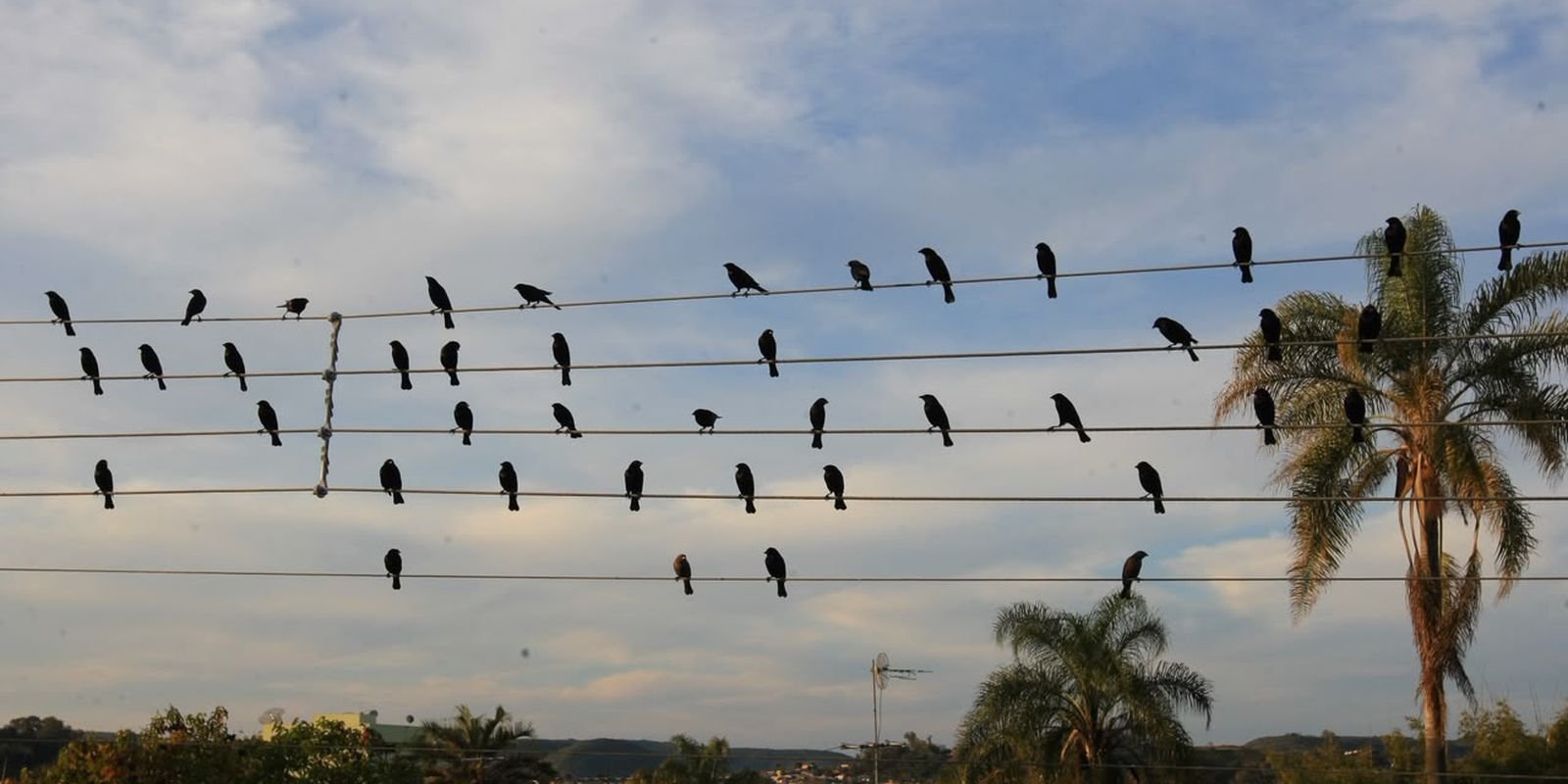 Foto de pássaros em fios elétricos vira sinfonia premiada em Cannes