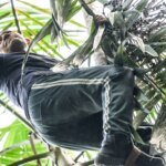 UFPA e Embrapa mapeiam genoma completo do açaí