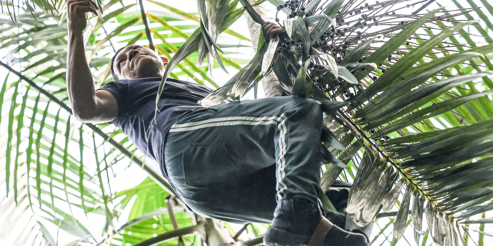 UFPA e Embrapa mapeiam genoma completo do açaí