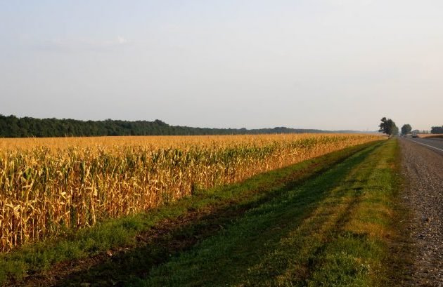 Projeto permite o cultivo de lavouras temporárias às margens de rodovias