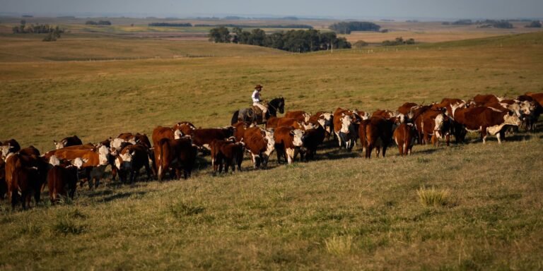EUA ampliam cota de importação de carnes; Brasil pode se beneficiar
