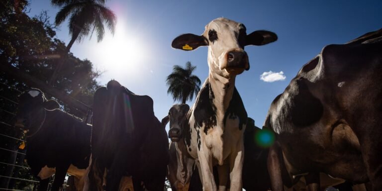 Parceiro estratégico, Marrocos suspende tarifa de importação de carnes