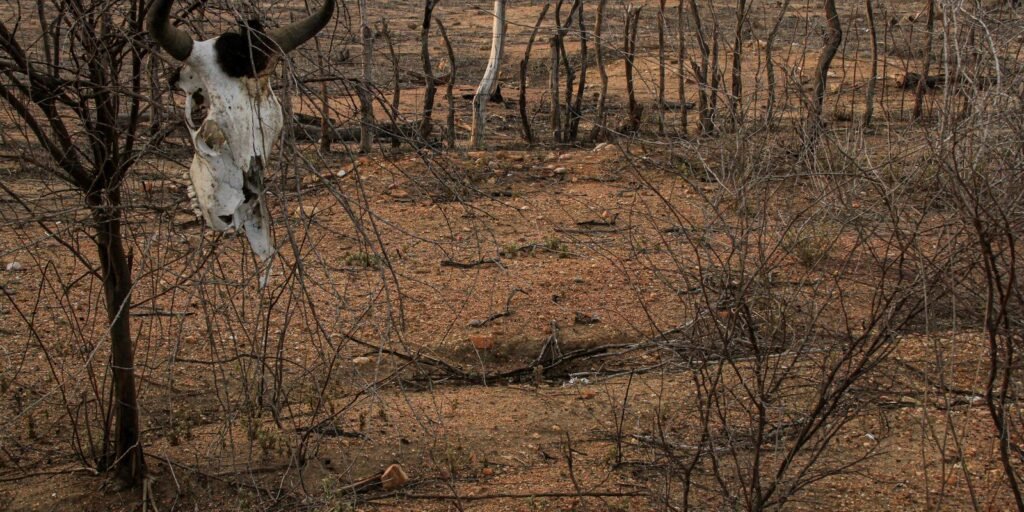 COP 17 sobre desertificação inicia na Mongólia