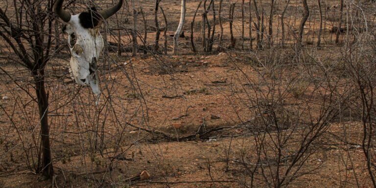 COP 17 sobre desertificação inicia na Mongólia