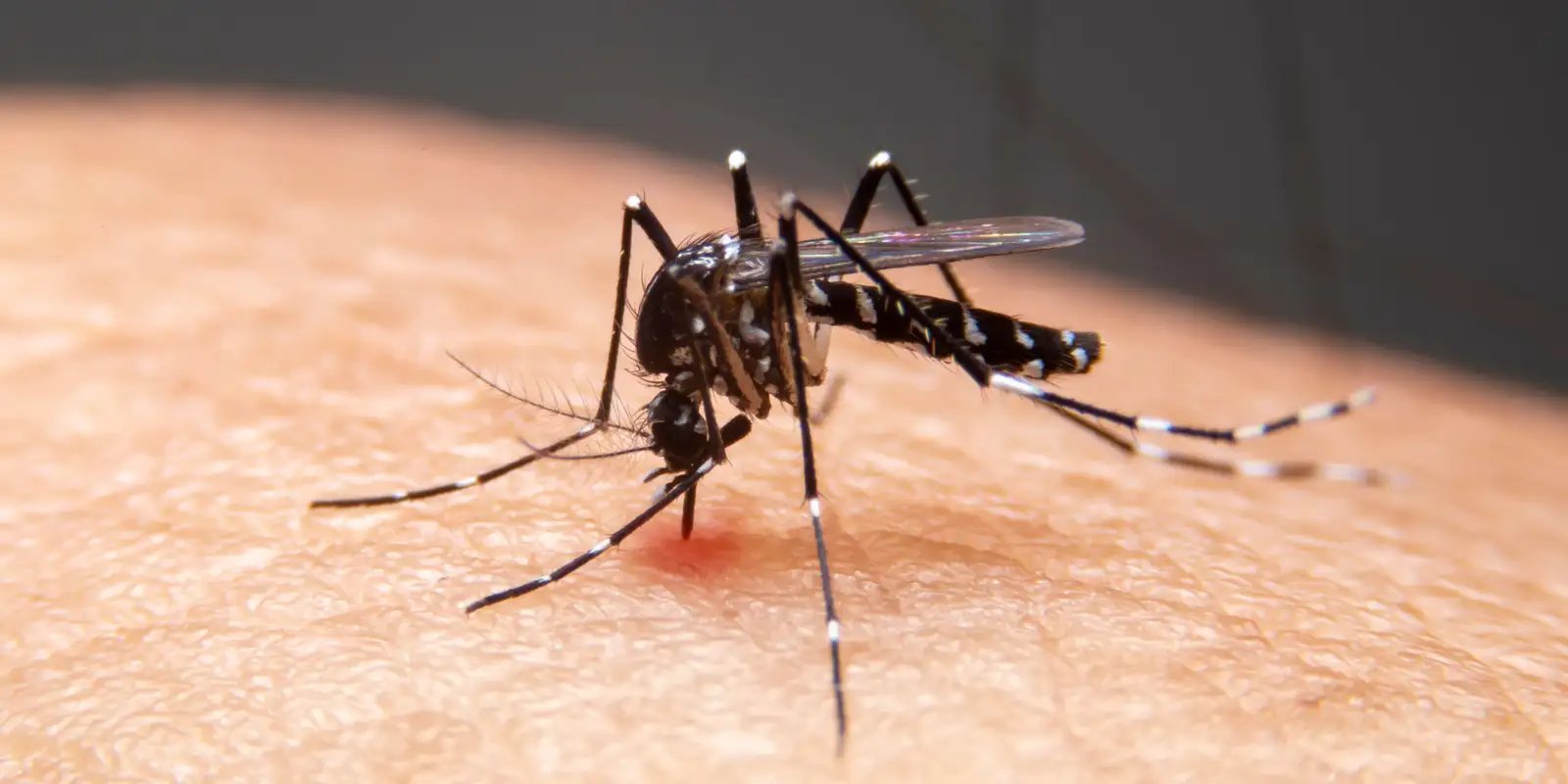 Brasil registra queda de 30% no número de mortes por malária em 2025