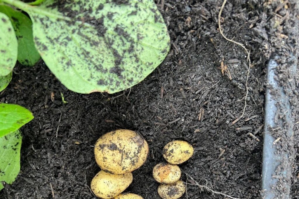 Dieta rica em batata pode ter moldado DNA de povos indígenas andinos