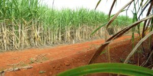 Resíduos agrícolas podem ser usados na produção de hidrogênio verde