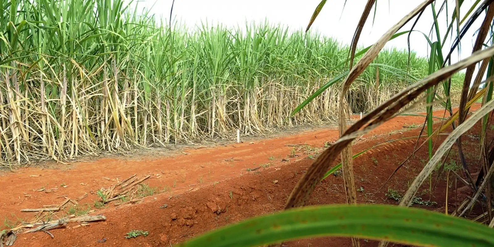 Resíduos agrícolas podem ser usados na produção de hidrogênio verde
