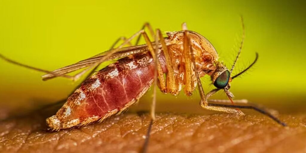 Brasil confirma primeiros casos do ano de Febre do Nilo Ocidental