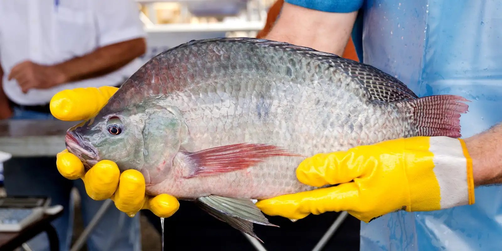 Primeira fábrica de curativos de pele tilápia vai ser no Ceará