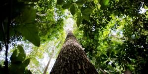 Falta de água pode prejudicar mais as plantas do que o calor