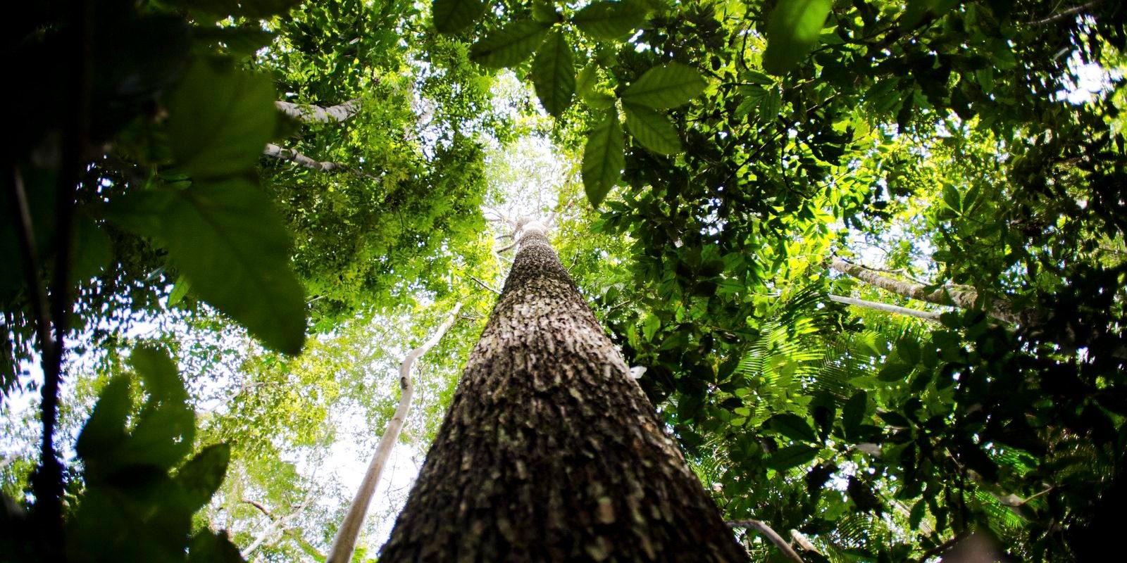 Falta de água pode prejudicar mais as plantas do que o calor