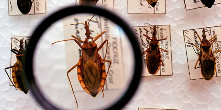 Projeto Cuida Chagas da Fiocruz faz busca casos de infecções de bebês
