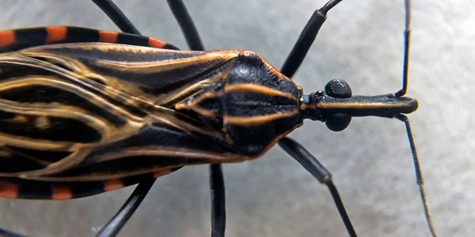 Projeto da Fiocruz previne transmissão vertical da doença de Chagas