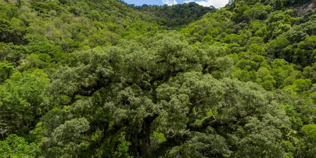 Um quarto da Mata Atlântica é de vegetação secundária, diz MapBiomas