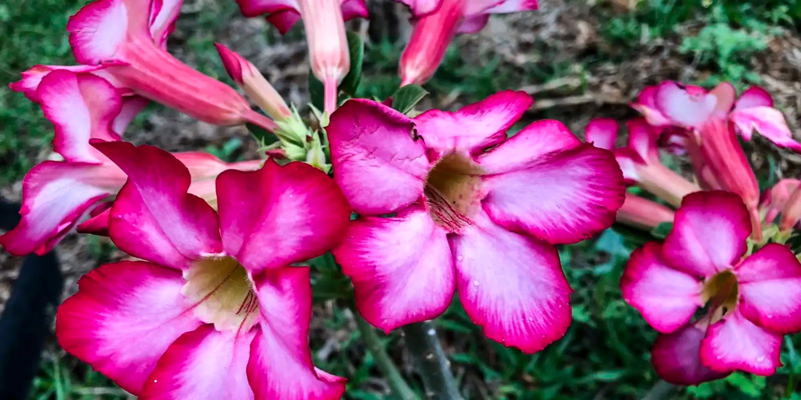 Primavera começa às 21h05 com previsão de calor acima da média