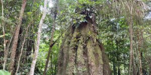 Amazonas ganha quatro novas reservas de desenvolvimento sustentável
