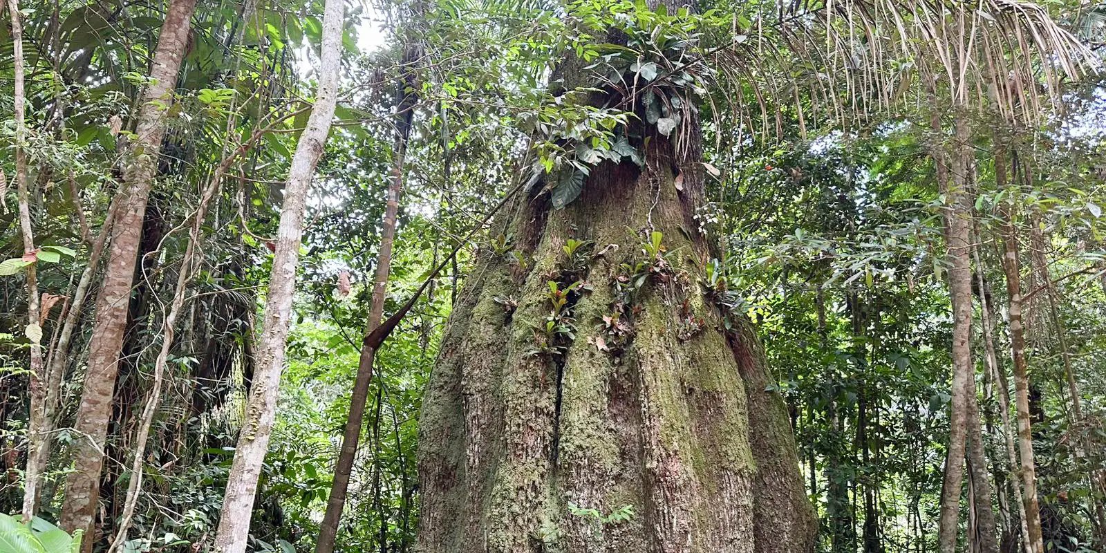 Amazonas ganha quatro novas reservas de desenvolvimento sustentável