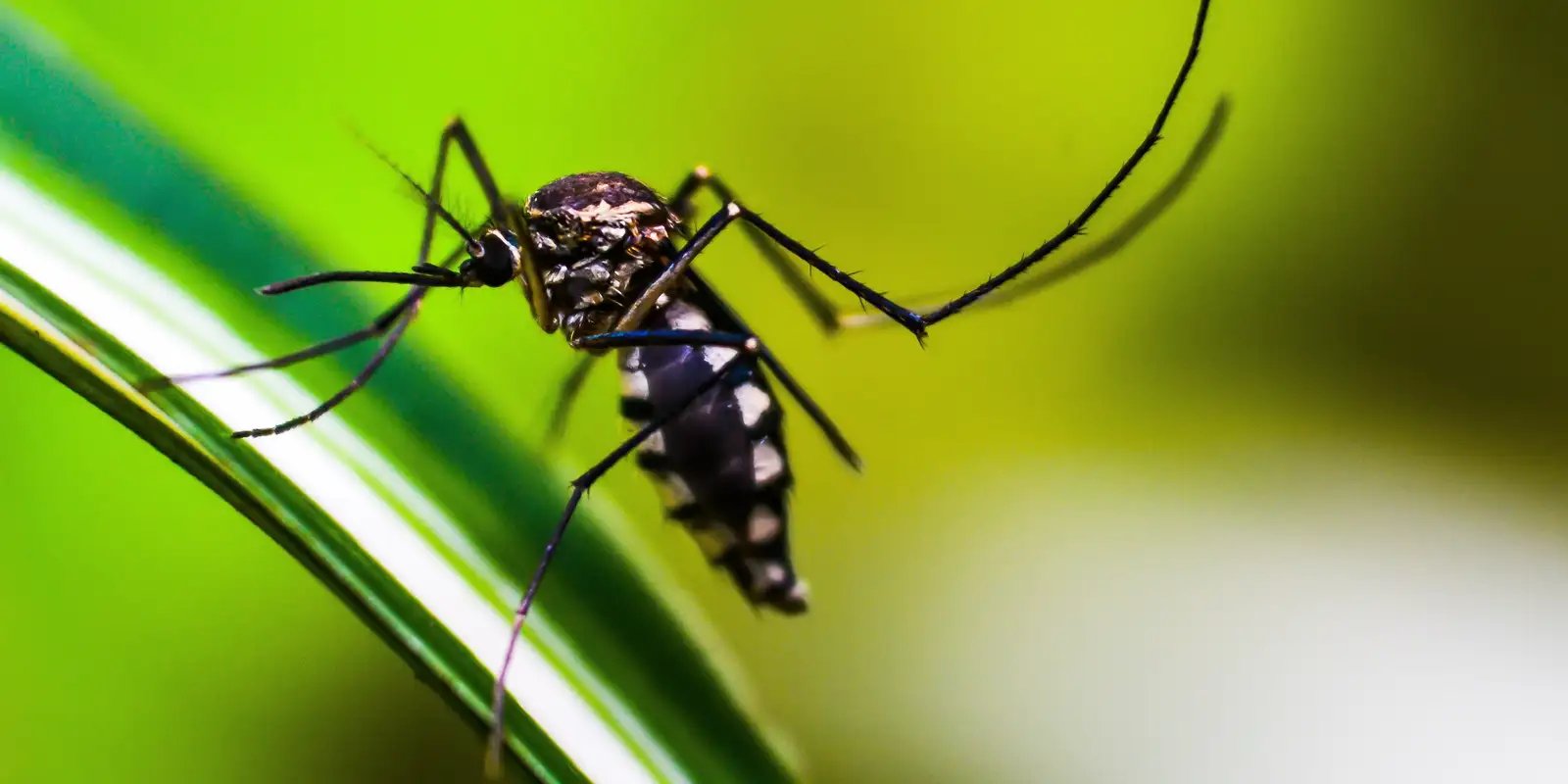 Autoridades de saúde intensificam ações de combate ao Aedes aegypti