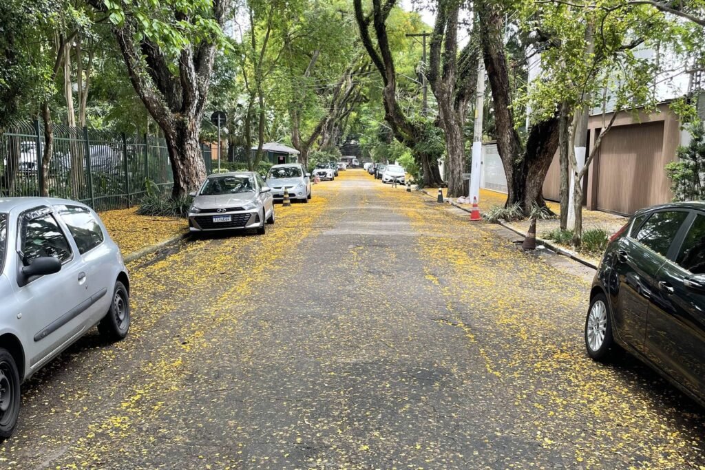 Com flores nas ruas, outubro é ótimo mês para correr – 19/10/2026 – No Corre