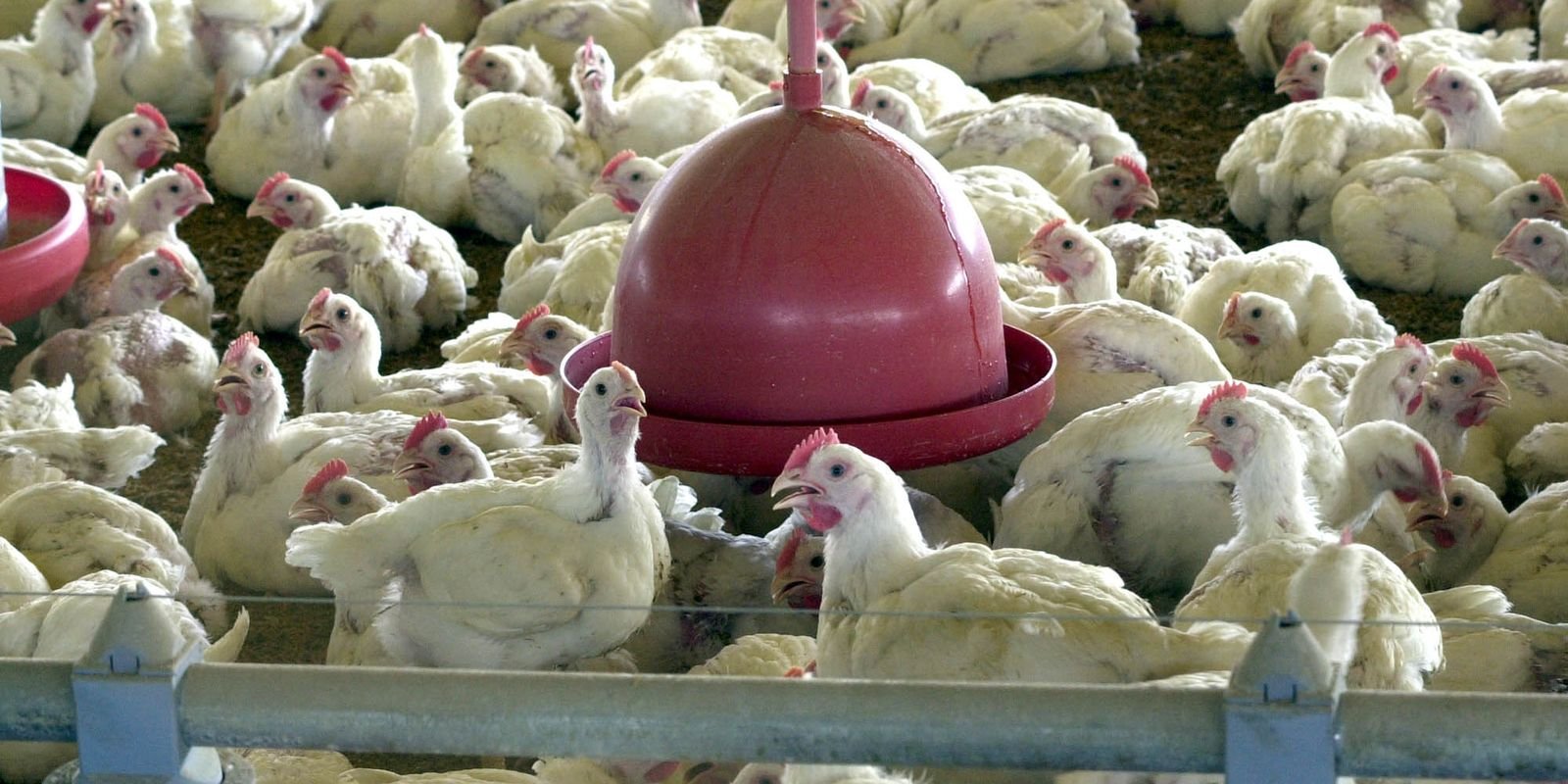 União Europeia pode retomar compra de frango e mel do Brasil