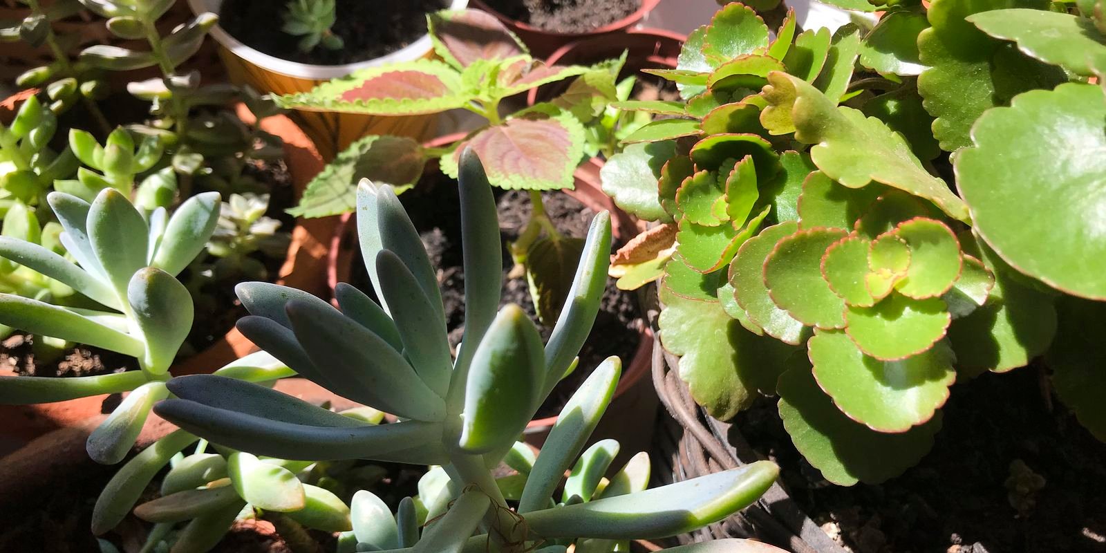 Especialista comenta sobre risco de ter plantas tóxicas em casa
